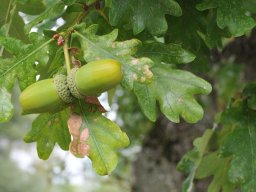 Quercus robur